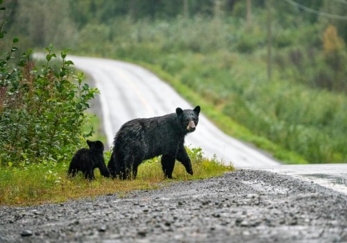 Animals in the Road: A Comprehensive Overview